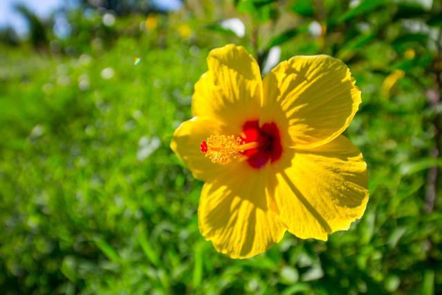 Kirpal Meditation And Ecological Center 2* Pahoa