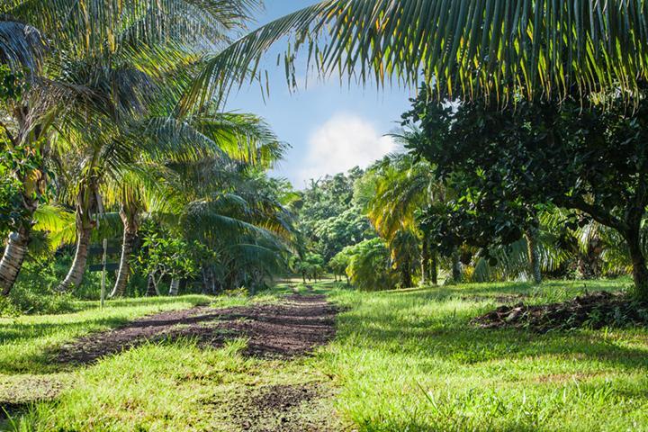 Kirpal Meditation And Ecological Center Pahoa