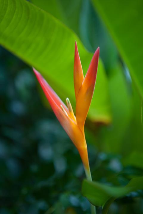 Kirpal Meditation And Ecological Center Hotel Pahoa