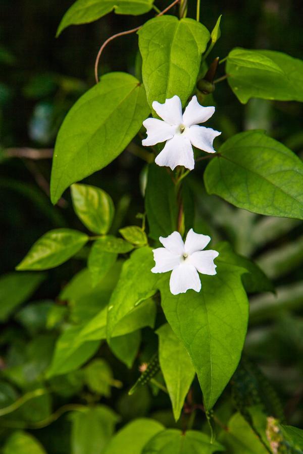 Kirpal Meditation And Ecological Center Hotel Pahoa