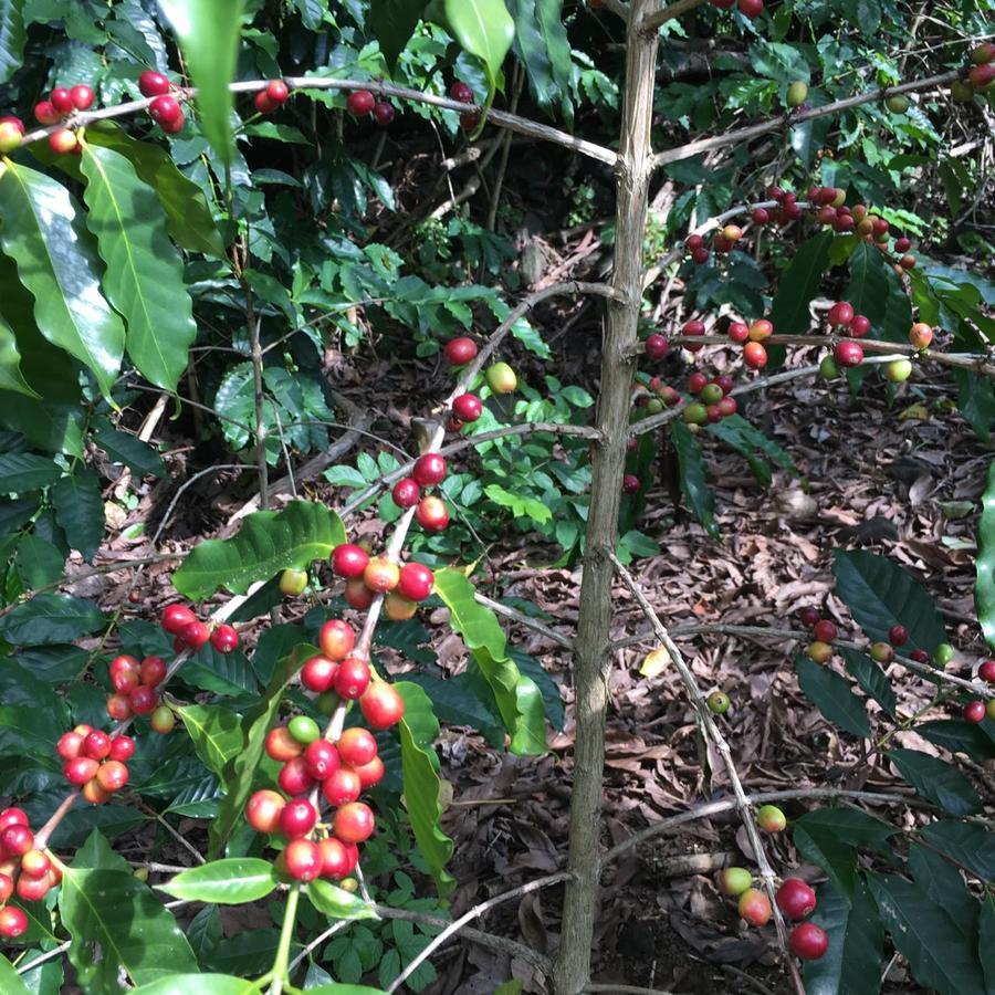 Coffee Garden