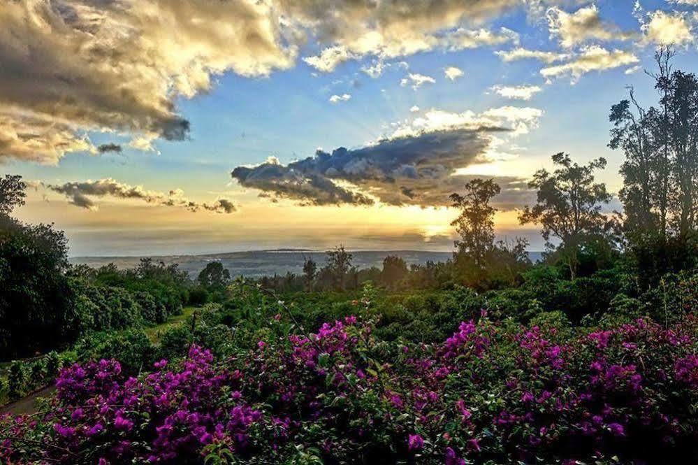 Mango Sunset At Lyman Organic Kona Coffee Farms 4* Kalaoa