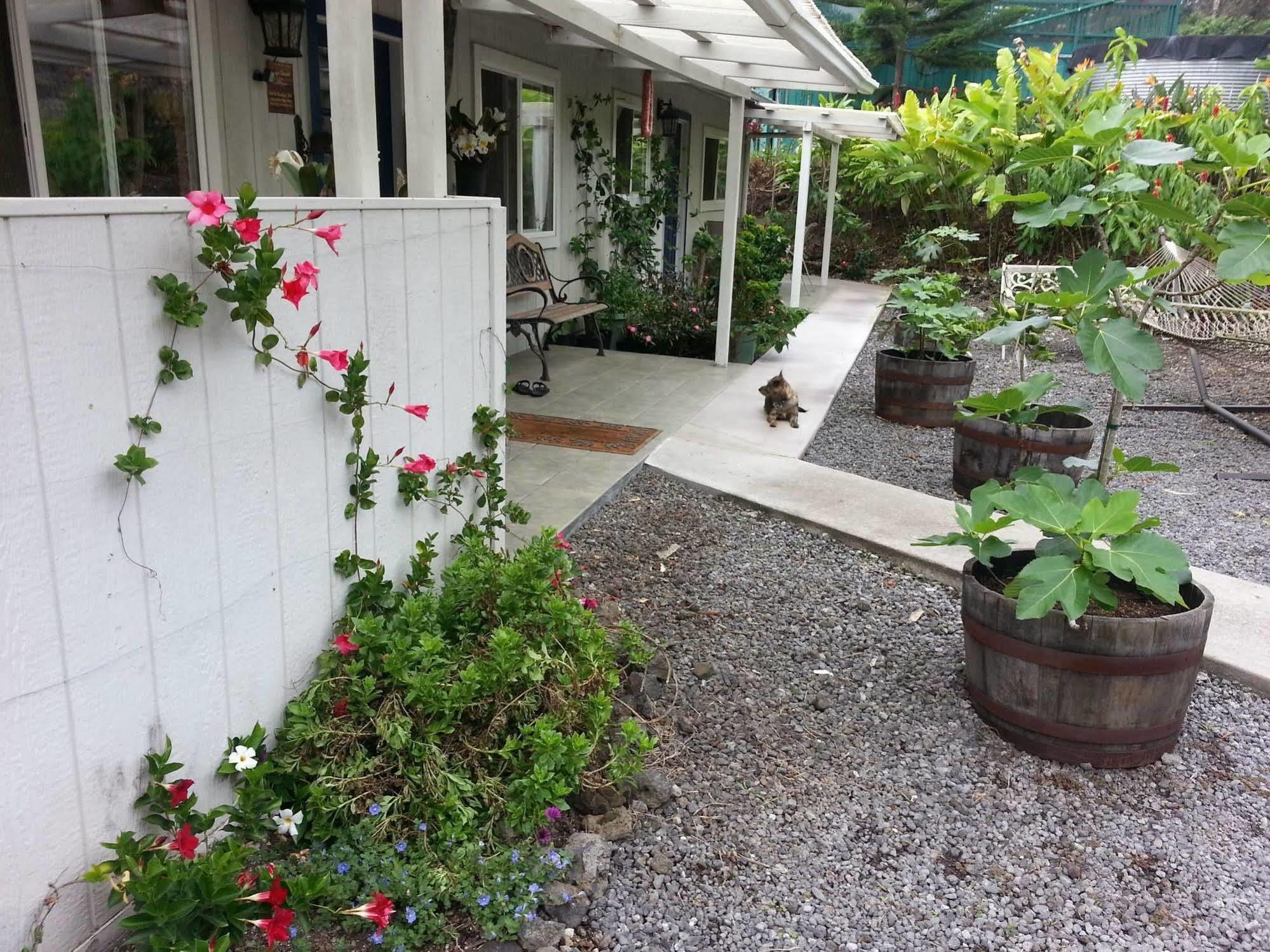 Bed & Breakfast Mango Sunset At Lyman Organic Kona Coffee Farms 4*