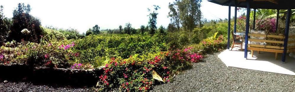 Mango Sunset At Lyman Organic Kona Coffee Farms Bed & Breakfast Kalaoa