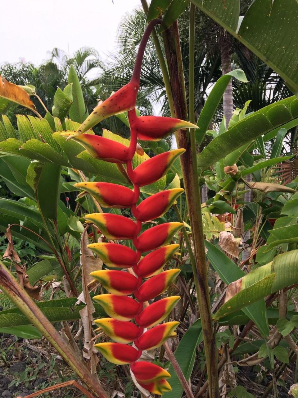 Kona Bayview 3*