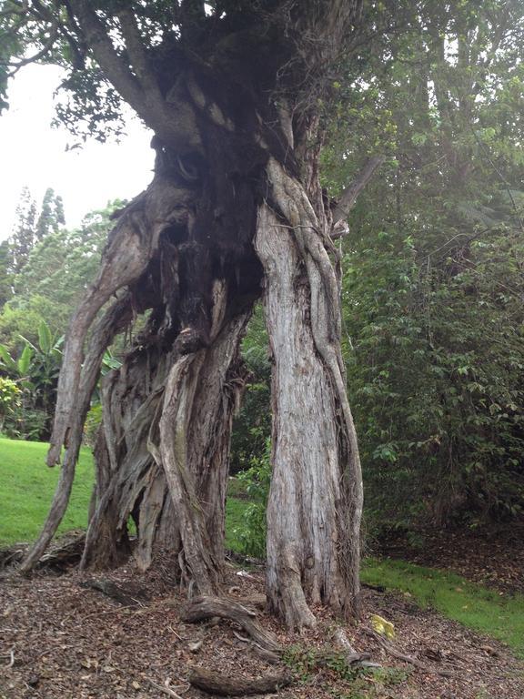 Big Tree Sanctuary Holiday home