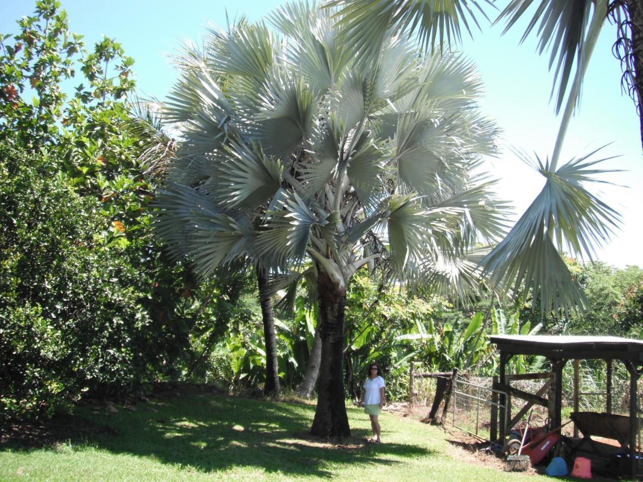 Island Goode'S - Luxury Adult Only Accommodation Near Hilo 4* Papaikou