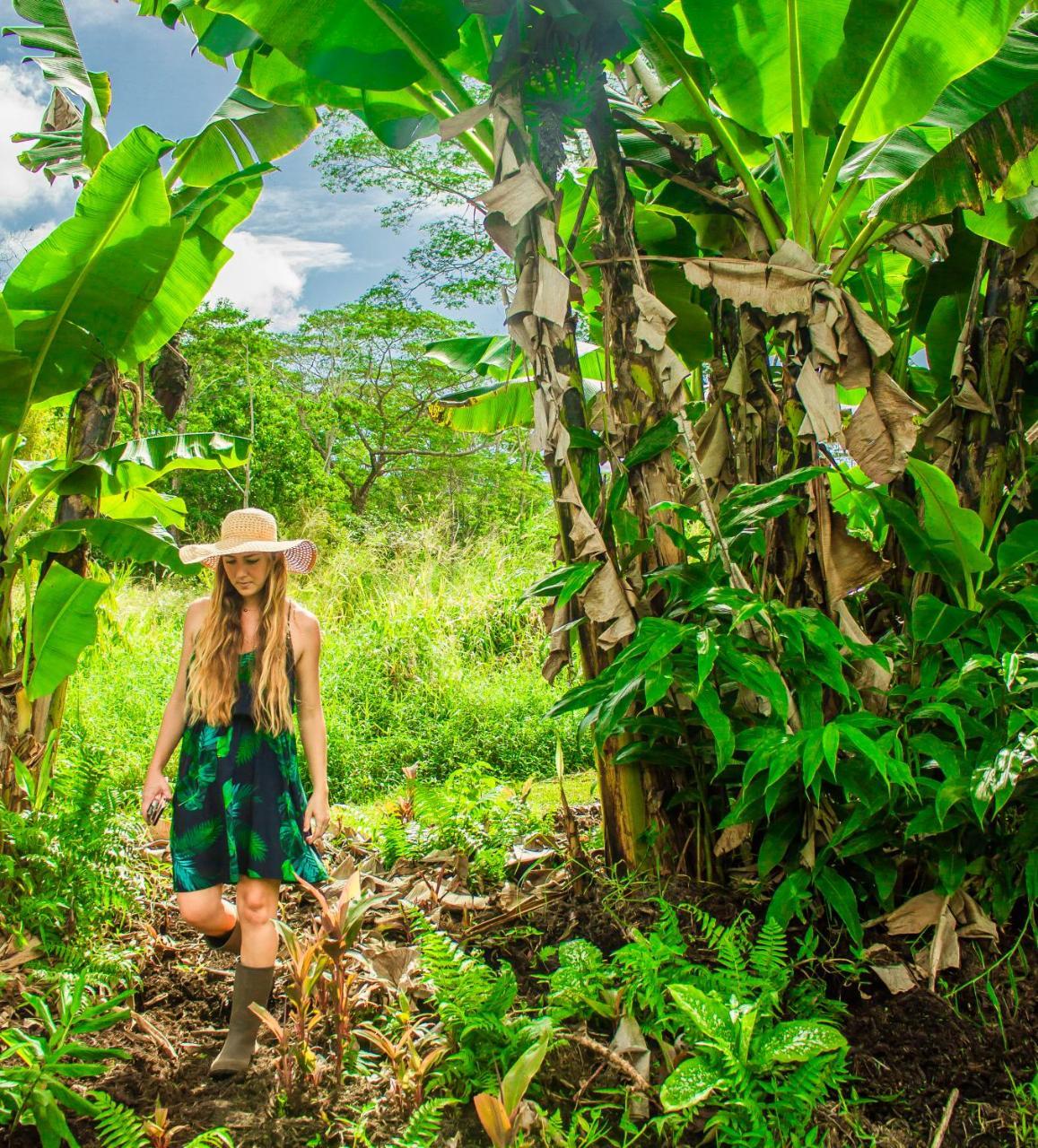 Hawaiian Sanctuary Eco Retreat Center Farm stay Pahoa