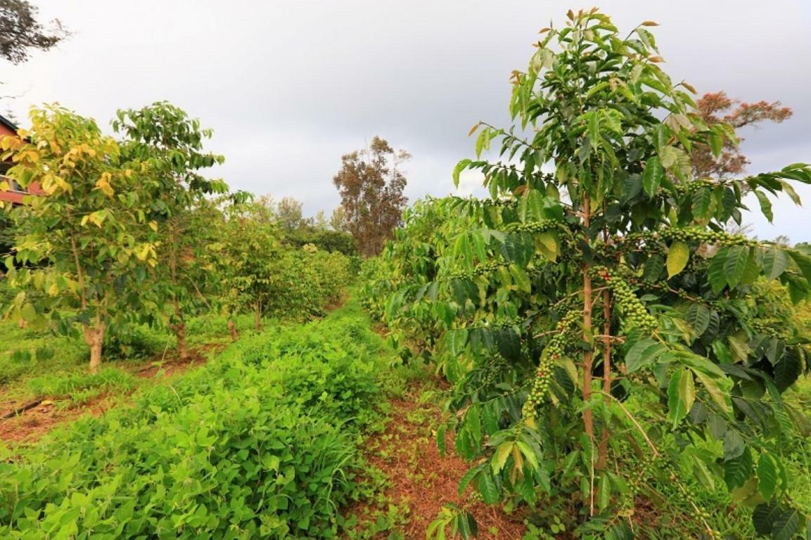Mango Sunset At Lyman Organic Kona Coffee Farms Bed & Breakfast 4*