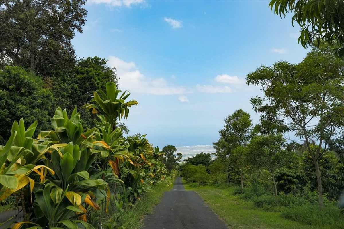 Mango Sunset At Lyman Organic Kona Coffee Farms